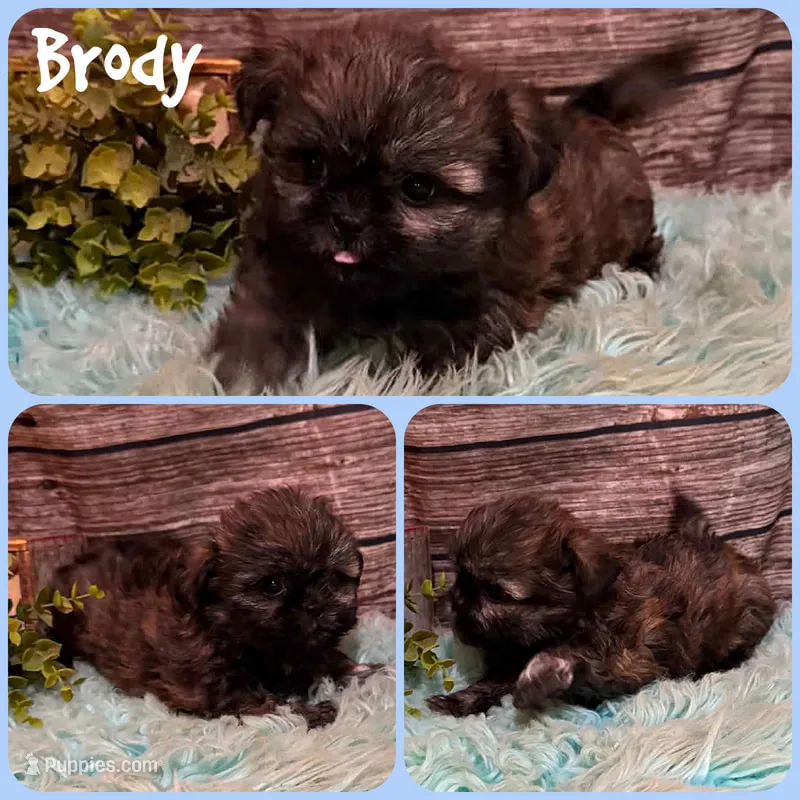 Brody – Shih Tzu puppy for sale in Jacksonville, FL