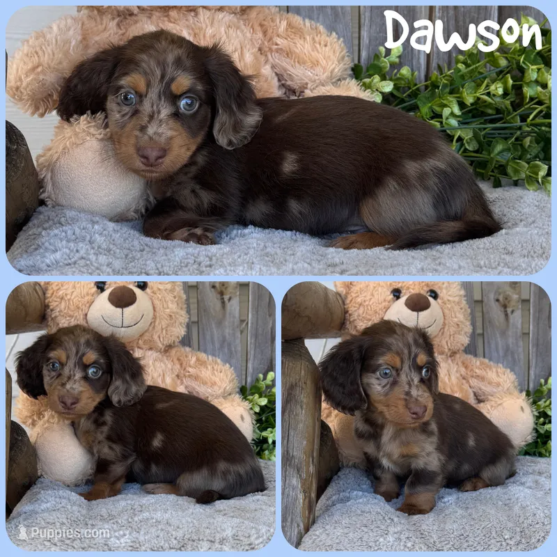 Dawson – Miniature Dachshund puppy for sale in Jacksonville, FL