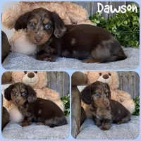 Dawson, a male Miniature Dachshund for sale in Jacksonville, FL – 1 of 1