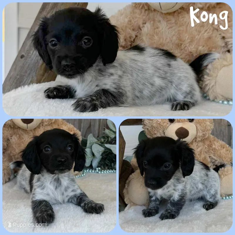 Kong – Miniature Dachshund puppy for sale in Jacksonville, FL