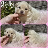 Kally, a female Pomeranian for sale in Jacksonville, FL – 1 of 1