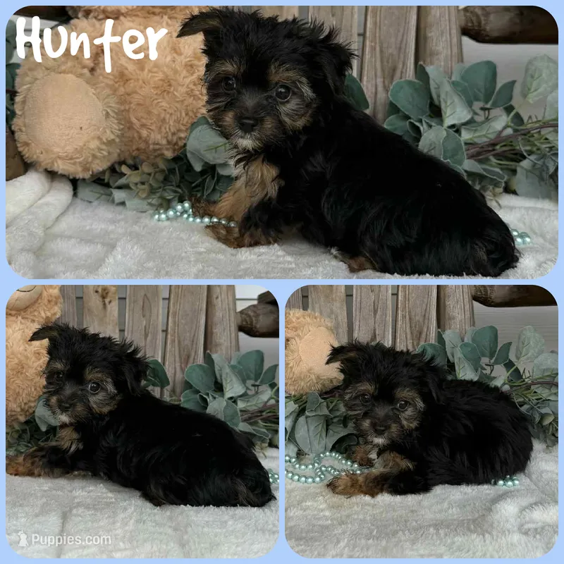 Hunter – Yorkshire Terrier puppy for sale in Jacksonville, FL