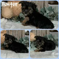Hunter, a male Yorkshire Terrier for sale in Jacksonville, FL – 1 of 1