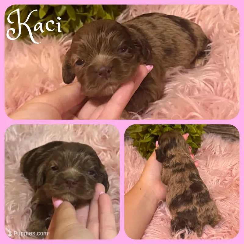 Kaci – Cocker Spaniel puppy for sale in Jacksonville, FL