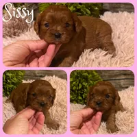 Sissy, a female Cavapoo for sale in Jacksonville, FL – 1 of 1