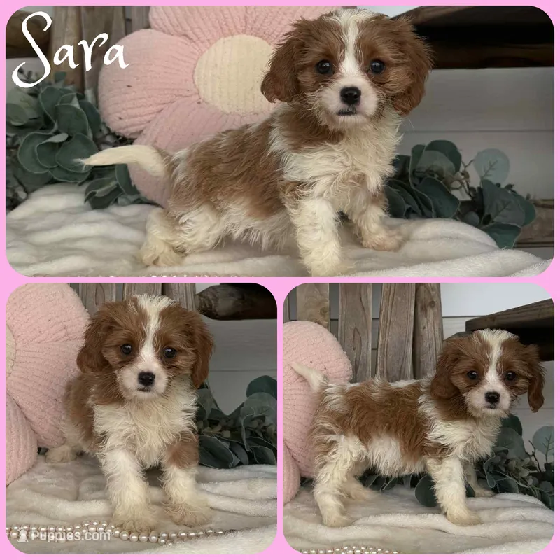Sara – Cavapoo puppy for sale in Jacksonville, FL