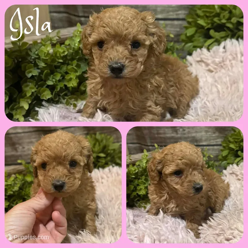 Isla – Poodle - Toy  puppy for sale in Jacksonville, FL