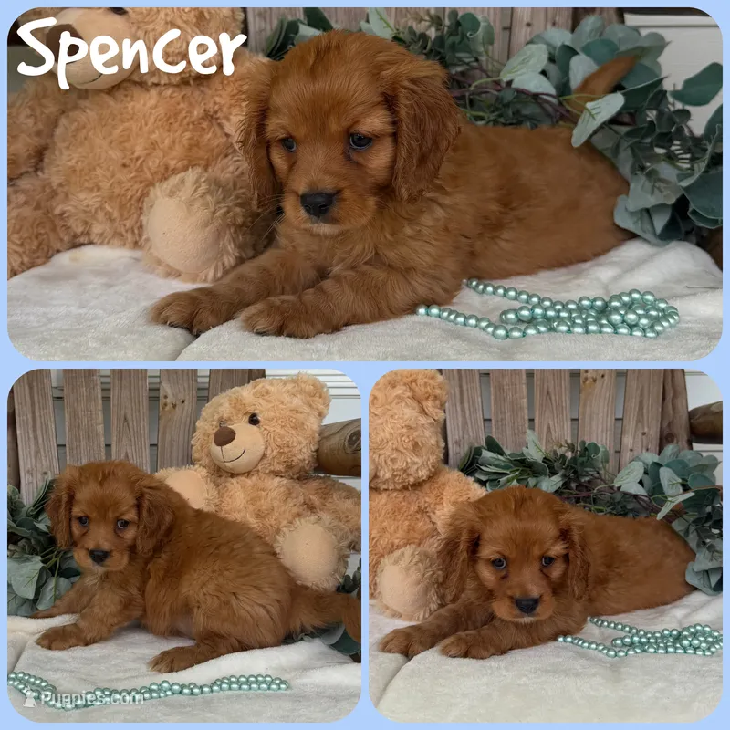 Spencer – Cavapoo puppy for sale in Jacksonville, FL