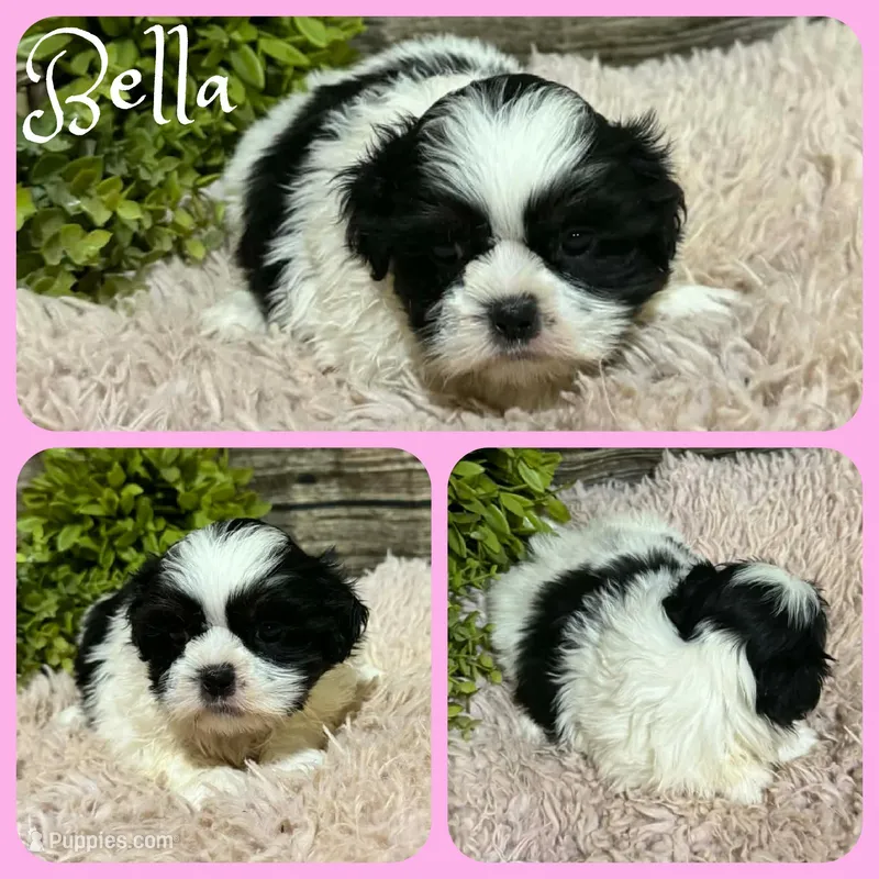 Bella – Shih Tzu puppy for sale in Jacksonville, FL