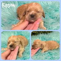 Kason, a male Cocker Spaniel for sale in Jacksonville, FL – 1 of 1