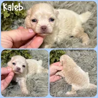 Kaleb, a male Pomeranian for sale in Jacksonville, FL – 1 of 1