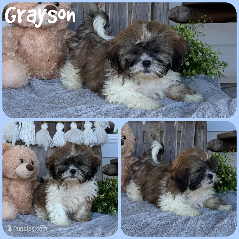 Grayson – Shih Tzu puppy for sale in Jacksonville, FL