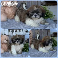 Grayson, a male Shih Tzu for sale in Jacksonville, FL – 1 of 1