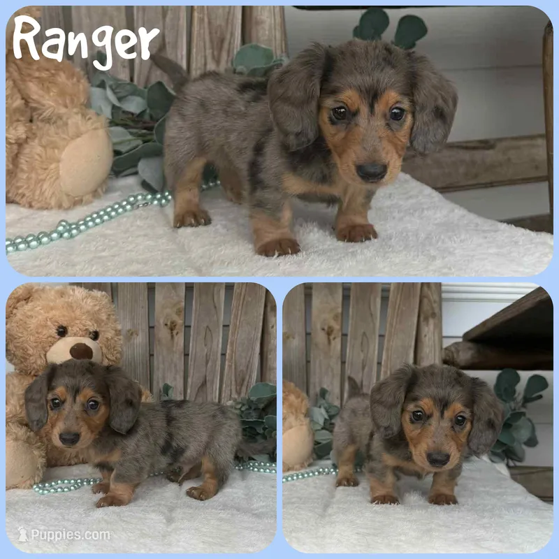 Ranger – Miniature Dachshund puppy for sale in Jacksonville, FL