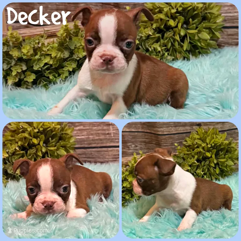 Decker – Boston Terrier puppy for sale in Jacksonville, FL