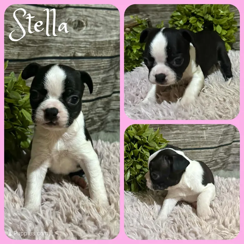 Stella