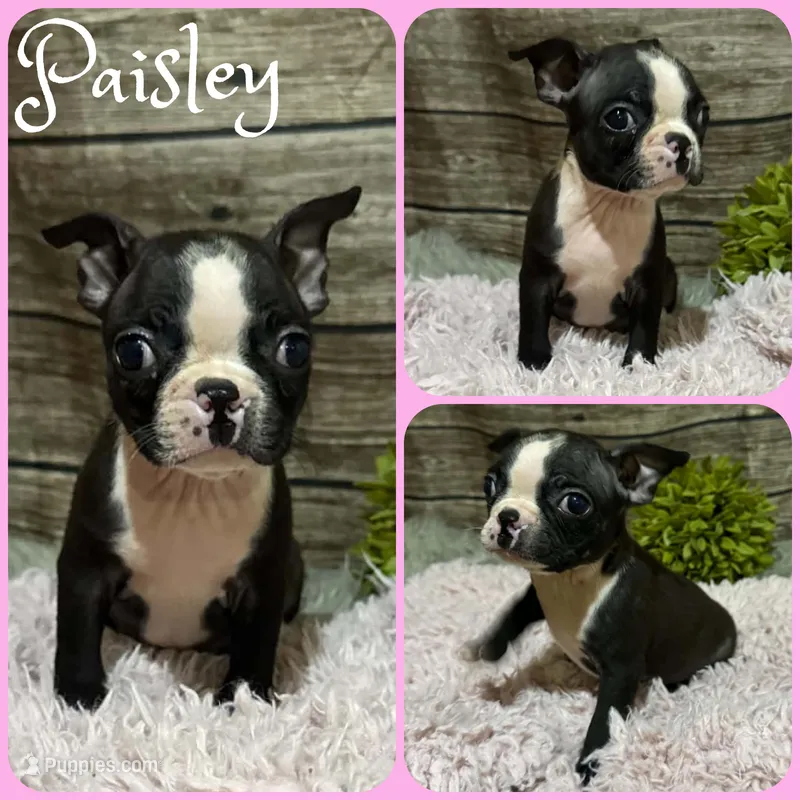 Paisley – Boston Terrier puppy for sale in Jacksonville, FL