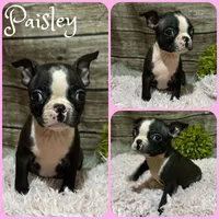 Paisley, a female Boston Terrier for sale in Jacksonville, FL – 1 of 1