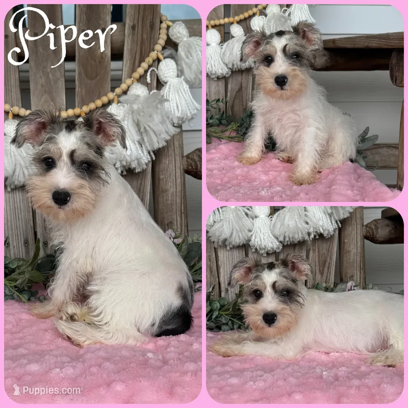 Piper – Miniature Schnauzer puppy for sale in Jacksonville, FL