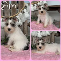 Piper, a female Miniature Schnauzer for sale in Jacksonville, FL – 1 of 1