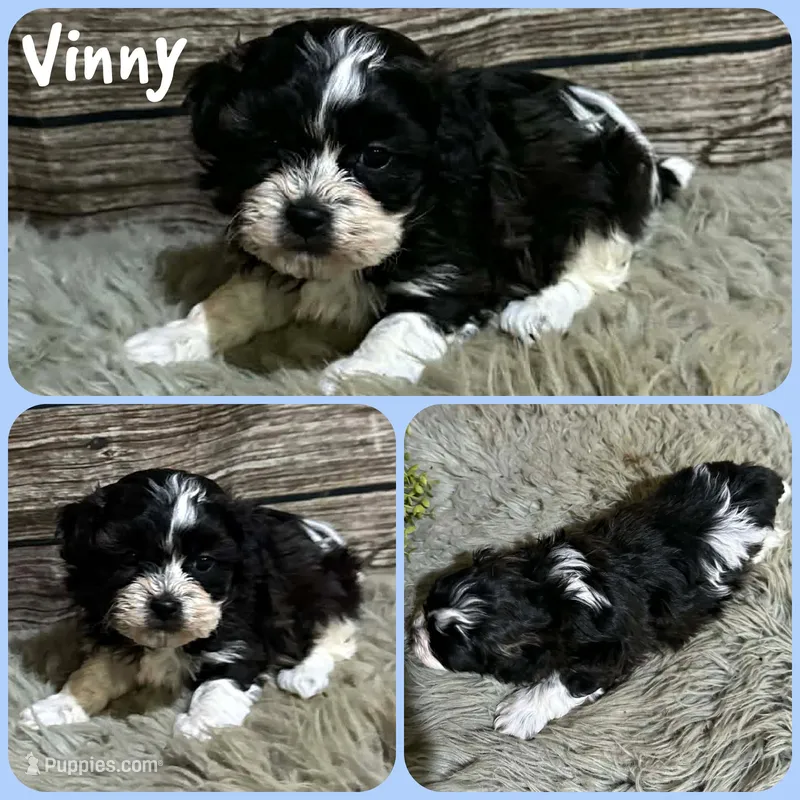 Vinny