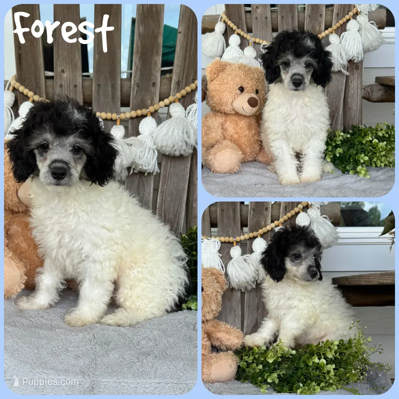 Forest – Poodle - Toy  puppy for sale in Jacksonville, FL