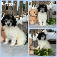 Forest, a male Poodle - Toy  for sale in Jacksonville, FL – 1 of 1