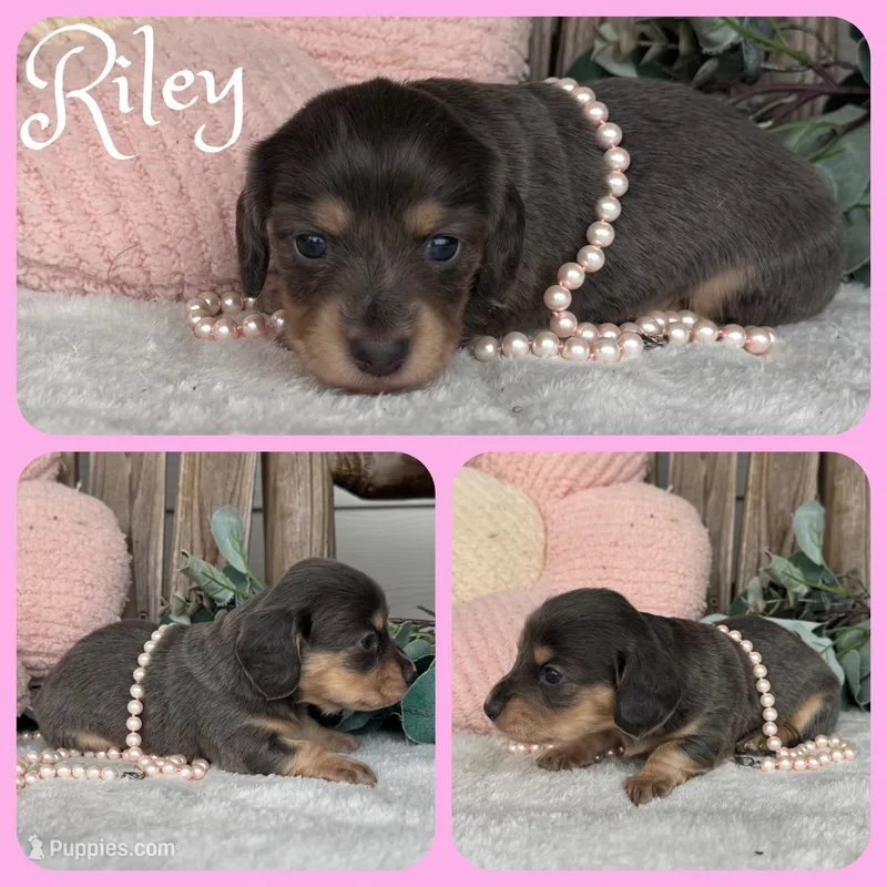 Riley – Miniature Dachshund puppy for sale in Jacksonville, FL