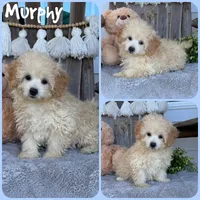 Murphy, a male Maltipoo for sale in Jacksonville, FL – 1 of 1