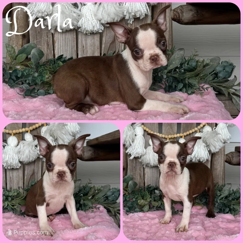 Darla – Boston Terrier puppy for sale in Jacksonville, FL