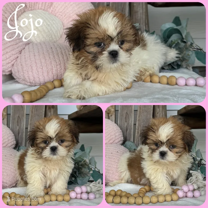 Jojo – Shih Tzu puppy for sale in Jacksonville, FL