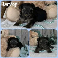 Harvey, a male Yorkshire Terrier for sale in Jacksonville, FL – 1 of 1