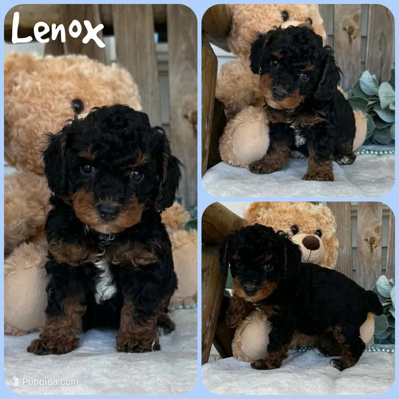 Lenox – Poodle - Toy  puppy for sale in Jacksonville, FL