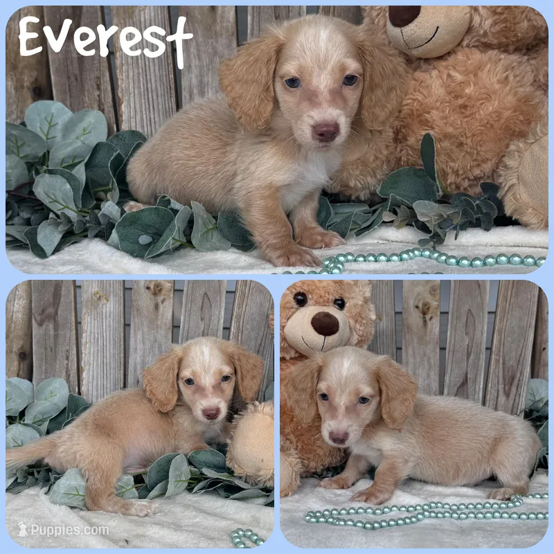 Everest – Miniature Dachshund puppy for sale in Jacksonville, FL