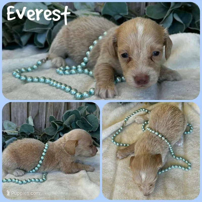 Everest, a female Miniature Dachshund for sale in Jacksonville, FL – Photo 1 of 1