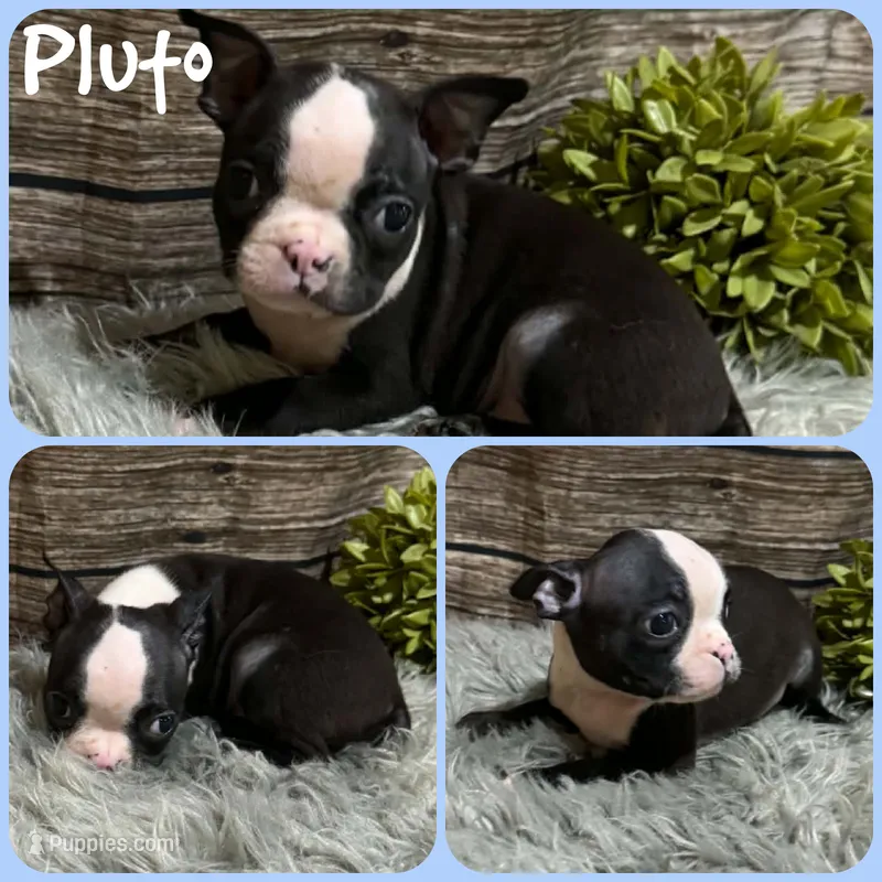 Pluto – Boston Terrier puppy for sale in Jacksonville, FL