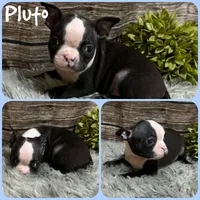 Pluto, a male Boston Terrier for sale in Jacksonville, FL – 1 of 1