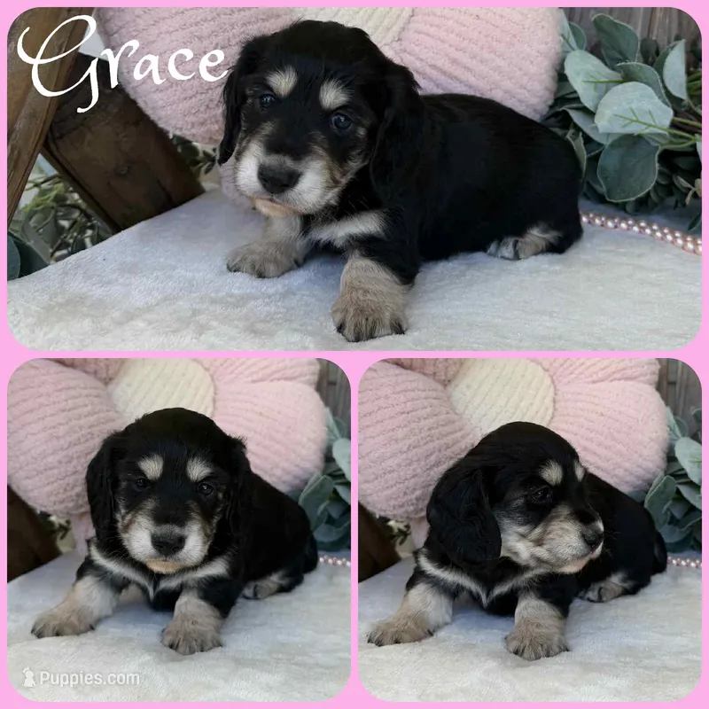 Grace – Miniature Dachshund puppy for sale in Jacksonville, FL