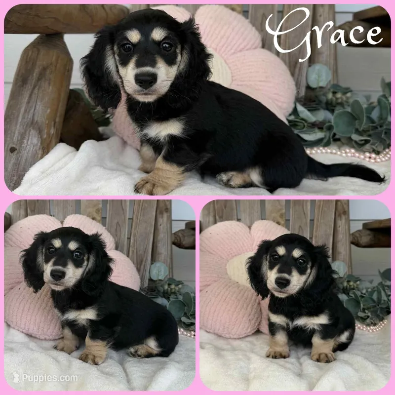Grace – Miniature Dachshund puppy for sale in Jacksonville, FL