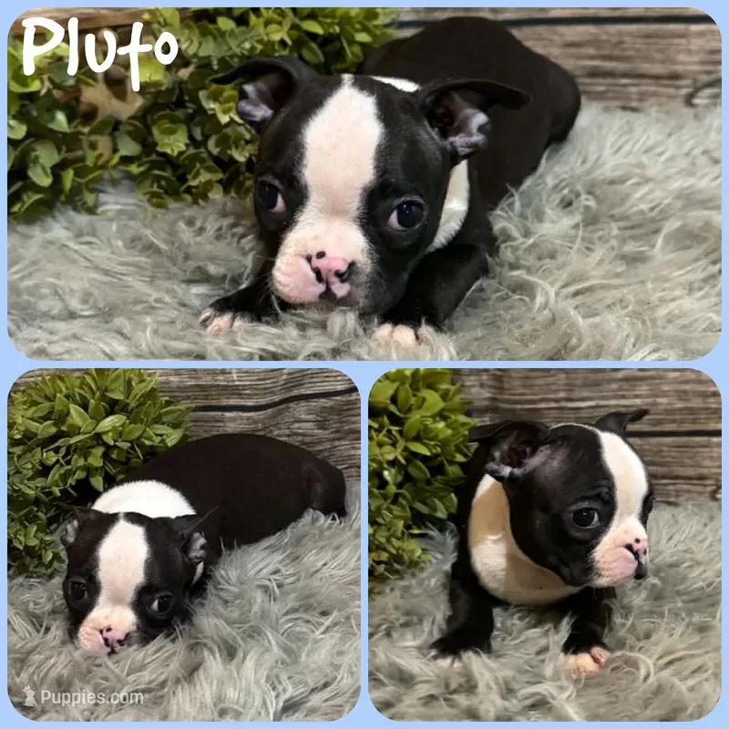 Pluto – Boston Terrier puppy for sale in Jacksonville, FL