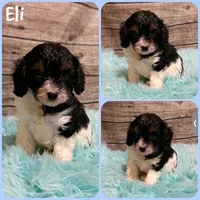 Eli, a male Cavapoo for sale in Jacksonville, FL – 1 of 1