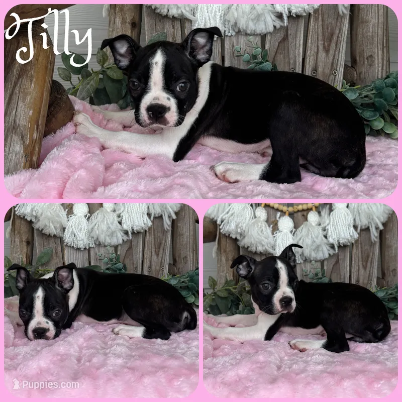 Tilly – Boston Terrier puppy for sale in Jacksonville, FL