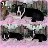 Tilly, a female Boston Terrier for sale in Jacksonville, FL – 1 of 1