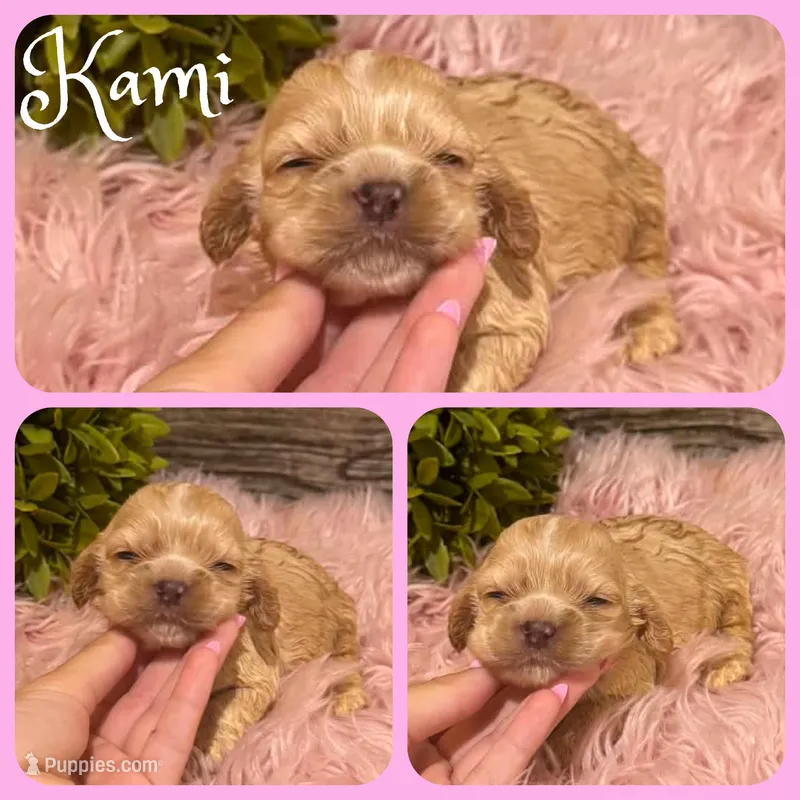 Kami – Cocker Spaniel puppy for sale in Jacksonville, FL