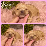 Kami, a female Cocker Spaniel for sale in Jacksonville, FL – 1 of 1