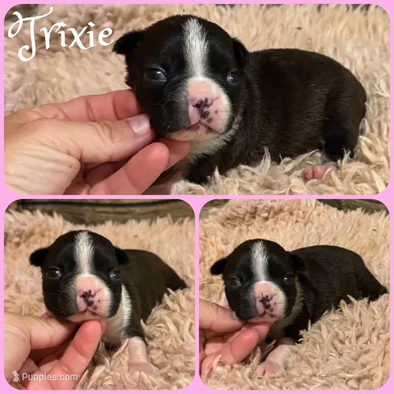 Trixie – Boston Terrier puppy for sale in Jacksonville, FL