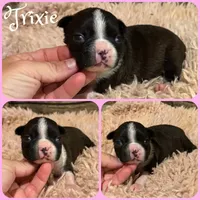 Trixie, a female Boston Terrier for sale in Jacksonville, FL – 1 of 1