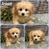 Asher, a male Maltipoo for sale in Jacksonville, FL – 1 of 1