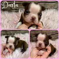 Darla, a female Boston Terrier for sale in Jacksonville, FL – 1 of 1