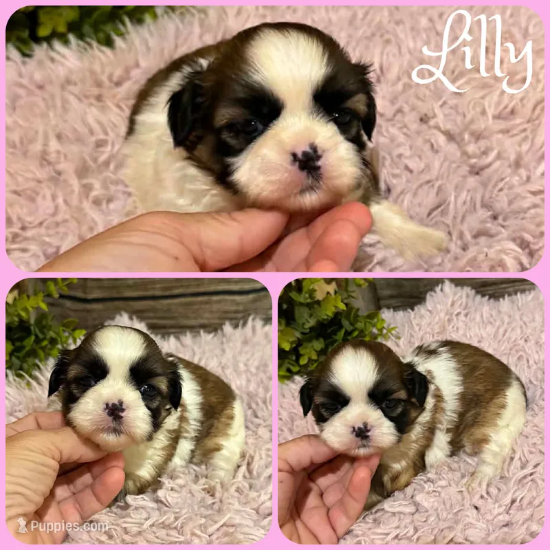Lilly – Shih Tzu puppy for sale in Jacksonville, FL